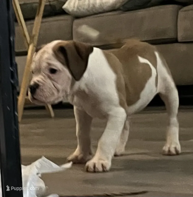 LADY – American Bulldog puppy for sale in Houston, TX