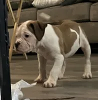 LADY, a female American Bulldog for sale in Houston, TX – 1 of 9