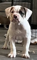 Bad Girl, a female American Bulldog for sale in Houston, TX – 2 of 10