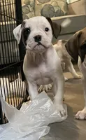 KING, a male American Bulldog for sale in Houston, TX – 3 of 10