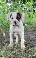 Bad Girl, a female American Bulldog for sale in Houston, TX – 4 of 10