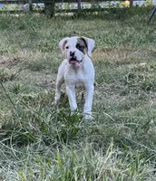 Bad Girl, a female American Bulldog for sale in Houston, TX – 3 of 10