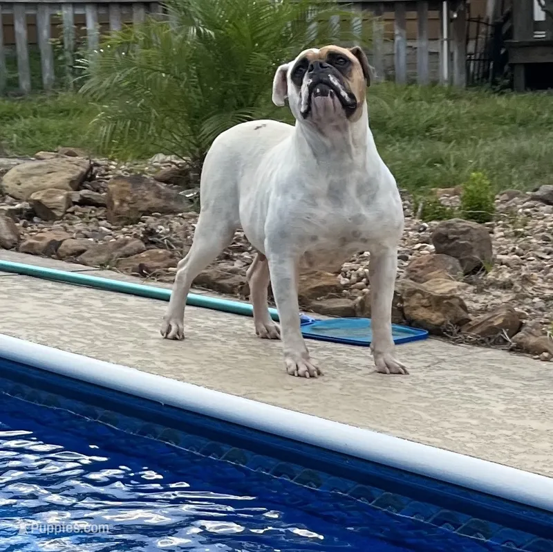 Bullen – American Bulldog puppy for sale in Houston, TX