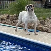 Bullen, a female American Bulldog for sale in Houston, TX – 1 of 2