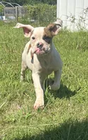 Bad Girl, a female American Bulldog for sale in Houston, TX – 5 of 10