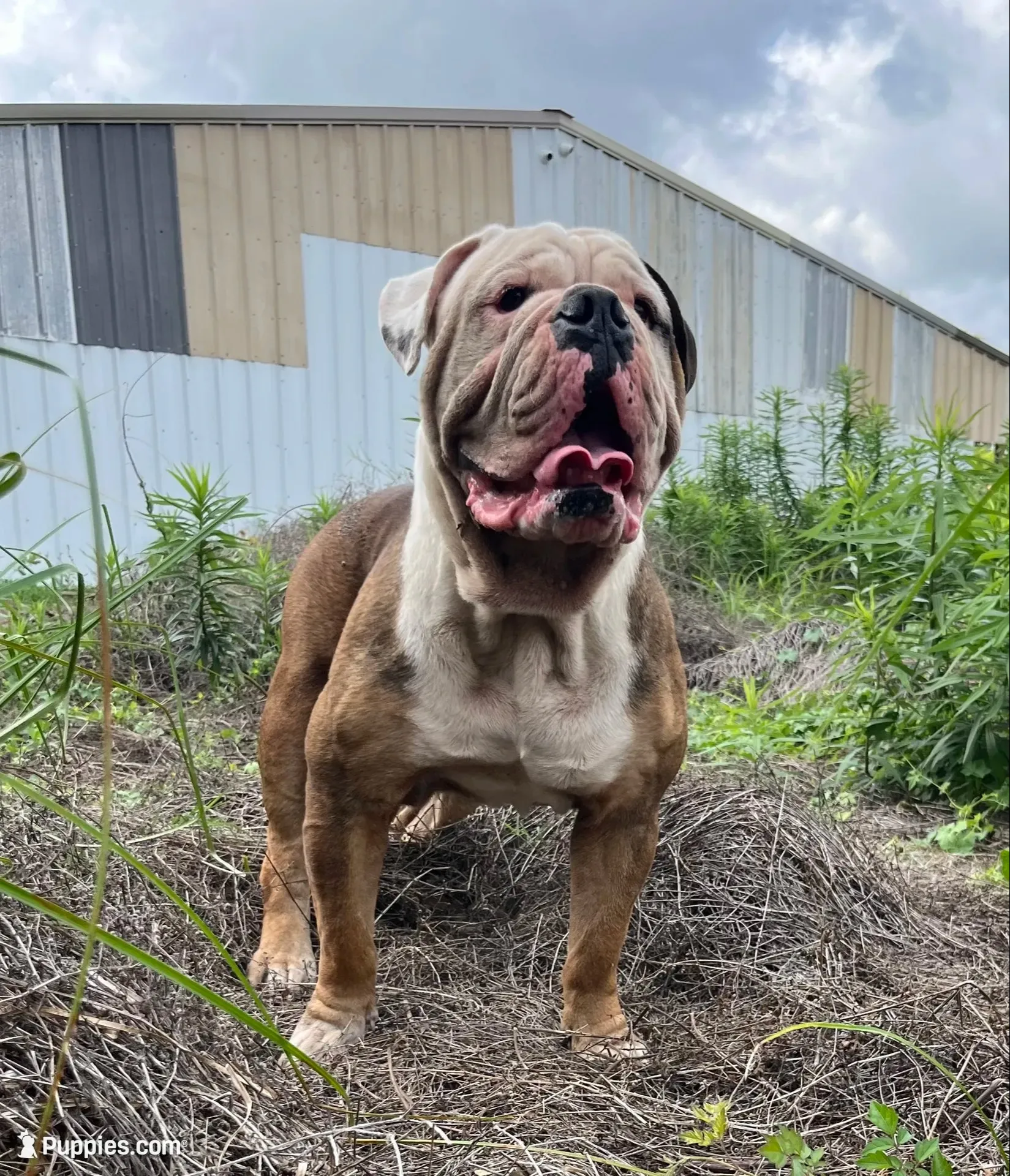 LADY, a female American Bulldog for sale in Houston, TX – 7 of 9