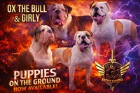 Bad Girl, a female American Bulldog for sale in Houston, TX – 7 of 10