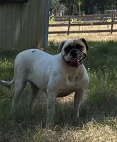 Bullen, a female American Bulldog for sale in Houston, TX – 2 of 2