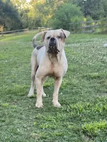Zakir, a male American Bulldog for sale in Houston, TX – 2 of 4