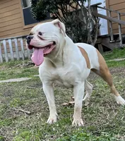 Girly, a female American Bulldog for sale in Houston, TX – 2 of 5