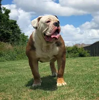 Bad Girl, a female American Bulldog for sale in Houston, TX – 9 of 10