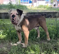 KING, a male American Bulldog for sale in Houston, TX – 9 of 10