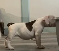 Piggie, a female American Bulldog for sale in Houston, TX – 3 of 10