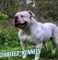 Girly, a female American Bulldog for sale in Houston, TX – 4 of 5