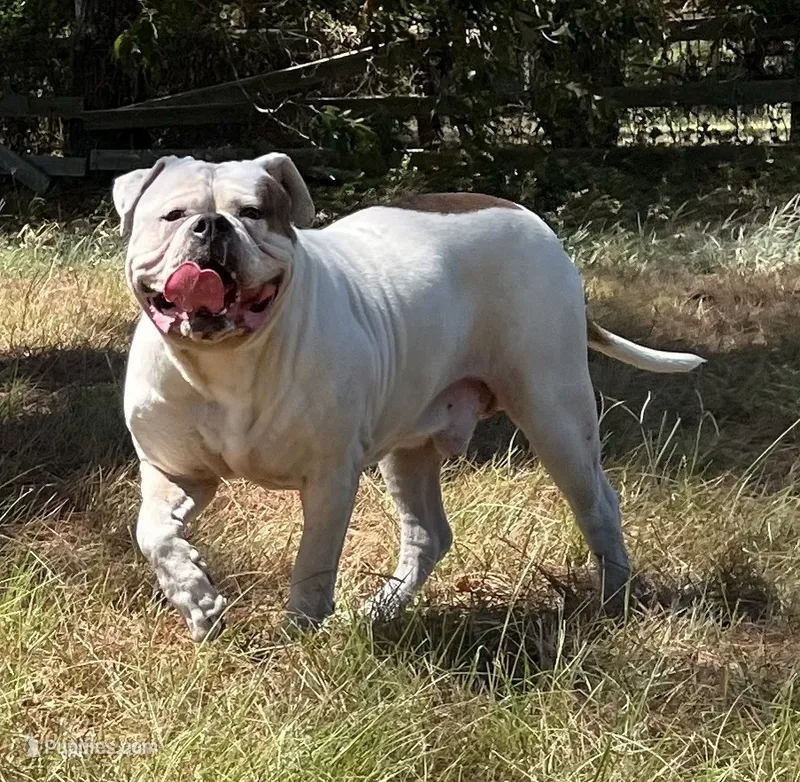 Zakir – American Bulldog puppy for sale in Houston, TX