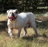 Zakir, a male American Bulldog for sale in Houston, TX – 1 of 4