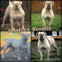 Bad Girl, a female American Bulldog for sale in Houston, TX – 10 of 10