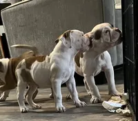 LADY, a female American Bulldog for sale in Houston, TX – 2 of 9