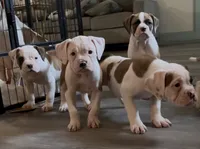 Hot Girl , a female American Bulldog for sale in Houston, TX – 4 of 10