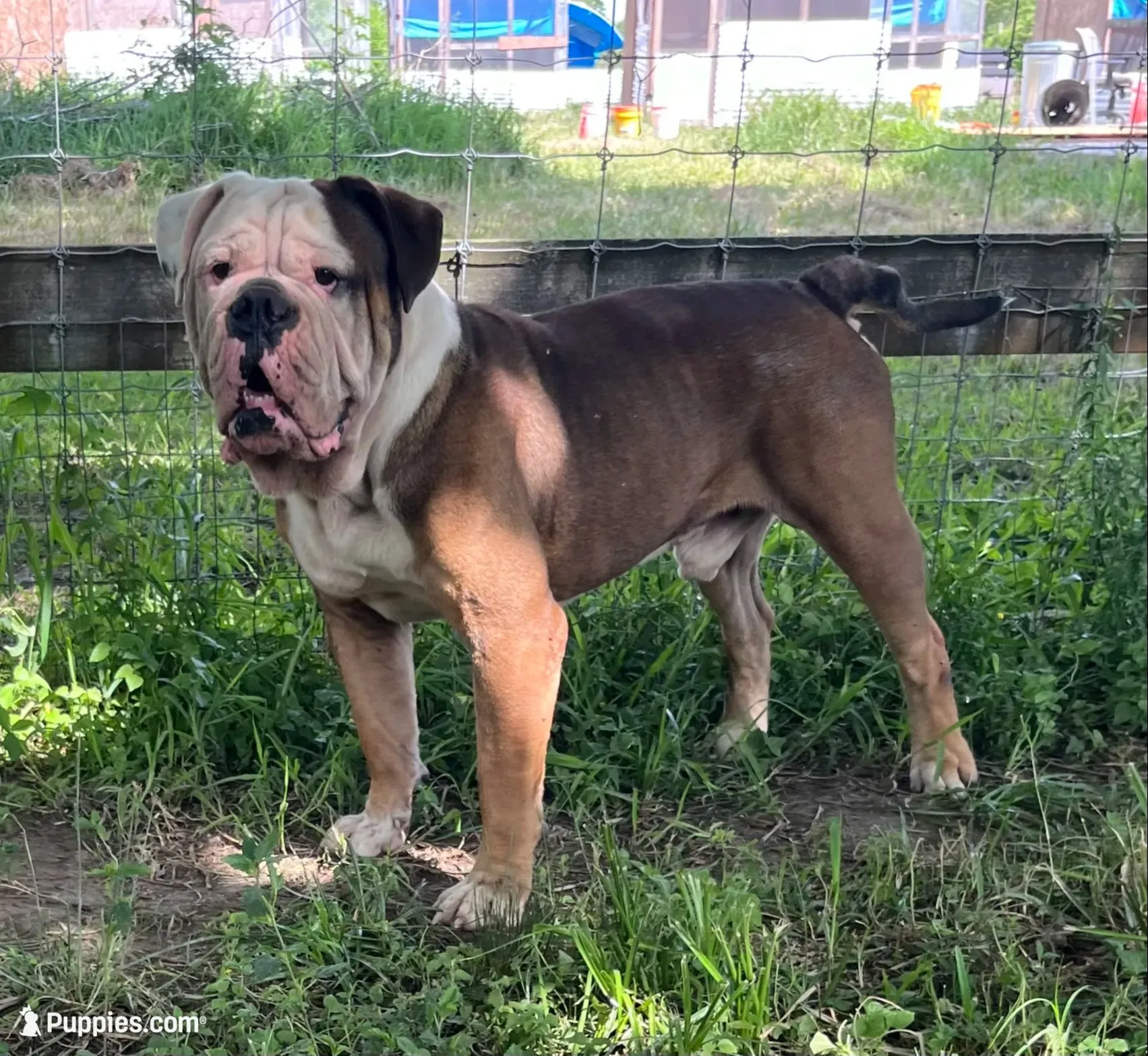 Hot Girl , a female American Bulldog for sale in Houston, TX – 6 of 10