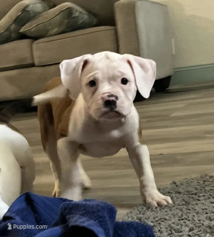 Hot Girl  – American Bulldog puppy for sale in Houston, TX