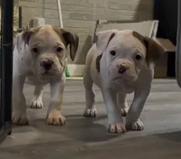 Piggie, a female American Bulldog for sale in Houston, TX – 2 of 10