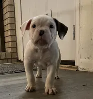 Piggie, a female American Bulldog for sale in Houston, TX – 5 of 10