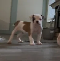 KING, a male American Bulldog for sale in Houston, TX – 2 of 10