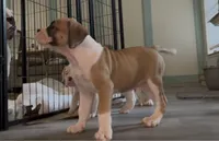 Big Girl , a female American Bulldog for sale in Houston, TX – 3 of 10