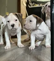 LADY, a female American Bulldog for sale in Houston, TX – 4 of 9