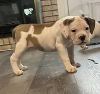 LADY, a female American Bulldog for sale in Houston, TX – 3 of 9