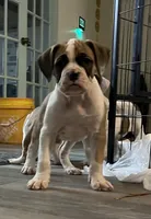 Big Girl , a female American Bulldog for sale in Houston, TX – 1 of 10