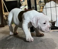 Piggie, a female American Bulldog for sale in Houston, TX – 4 of 10