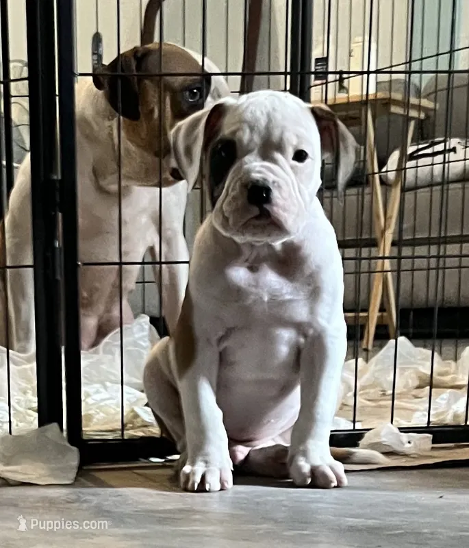 KING – American Bulldog puppy for sale in Houston, TX