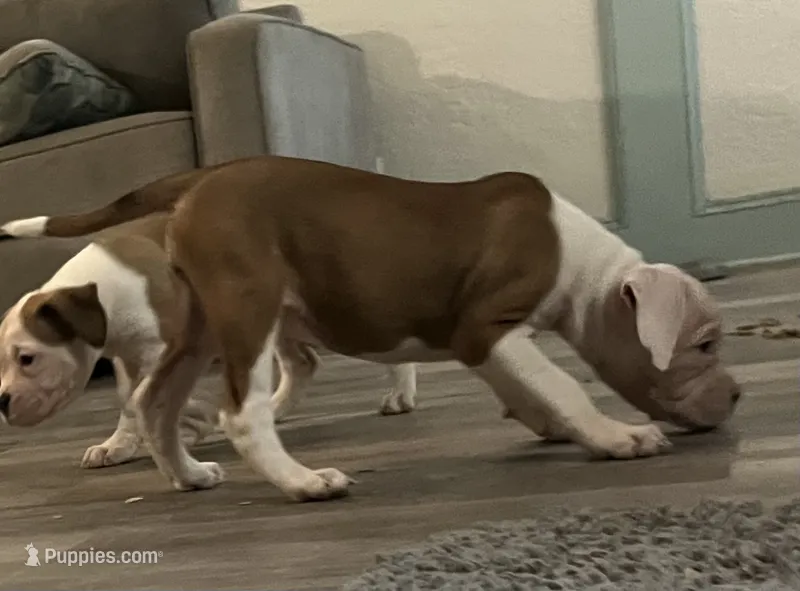 Hit Girl  – American Bulldog puppy for sale in Houston, TX