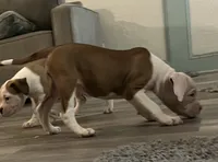 Hot Girl , a female American Bulldog for sale in Houston, TX – 3 of 10