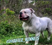 Hot Girl , a female American Bulldog for sale in Houston, TX – 9 of 10