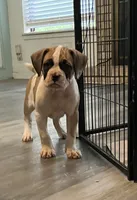 Big Girl , a female American Bulldog for sale in Houston, TX – 4 of 10