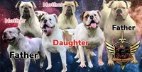 Hot Girl , a female American Bulldog for sale in Houston, TX – 8 of 10