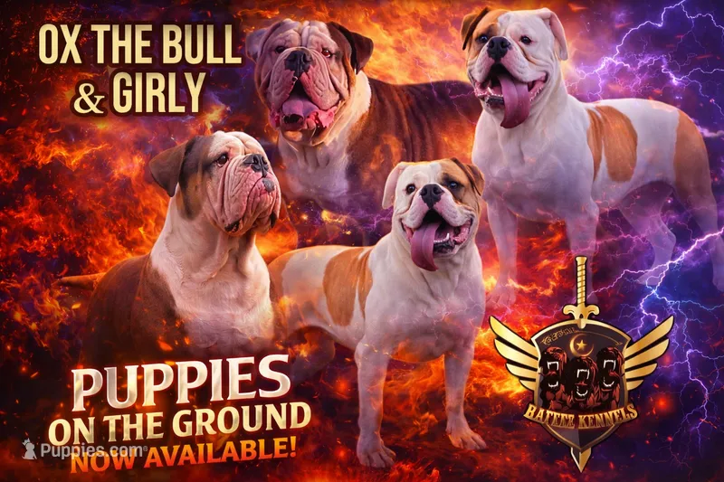 Hot Girl , a female American Bulldog for sale in Houston, TX – 1 of 10