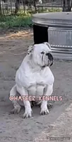 Girly, a female American Bulldog for sale in Houston, TX – 5 of 5
