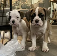 Big Girl , a female American Bulldog for sale in Houston, TX – 5 of 10