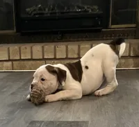 Piggie, a female American Bulldog for sale in Houston, TX – 1 of 10