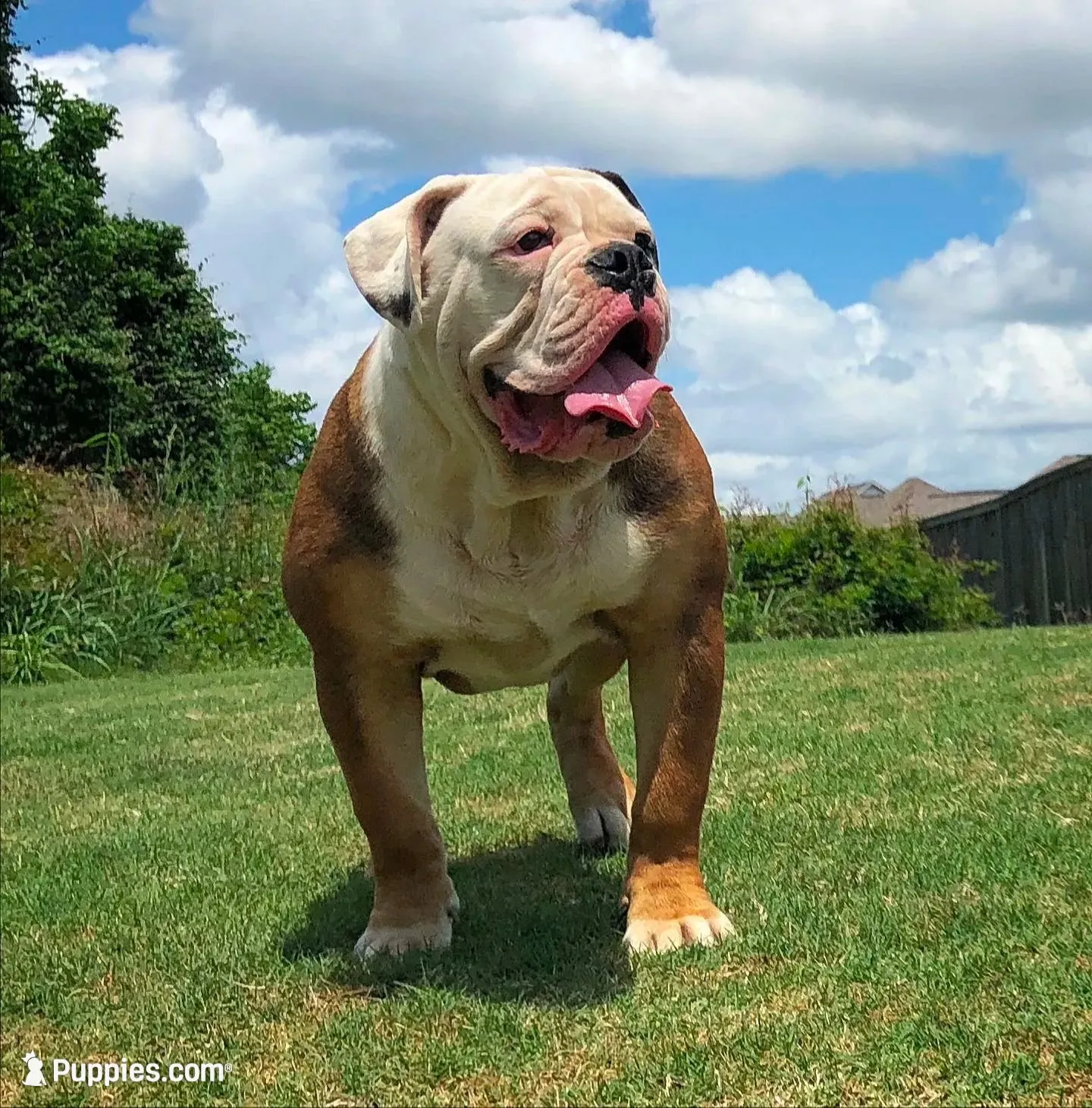 Piggie, a female American Bulldog for sale in Houston, TX – 8 of 10
