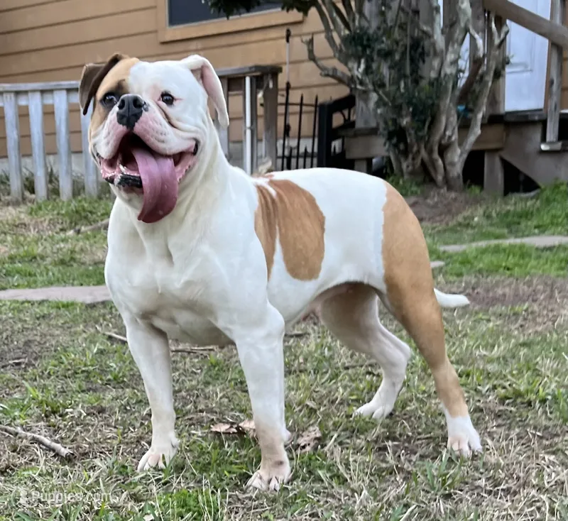 Girly – American Bulldog puppy for sale in Houston, TX