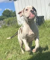 Bad Girl, a female American Bulldog for sale in Houston, TX – 6 of 10