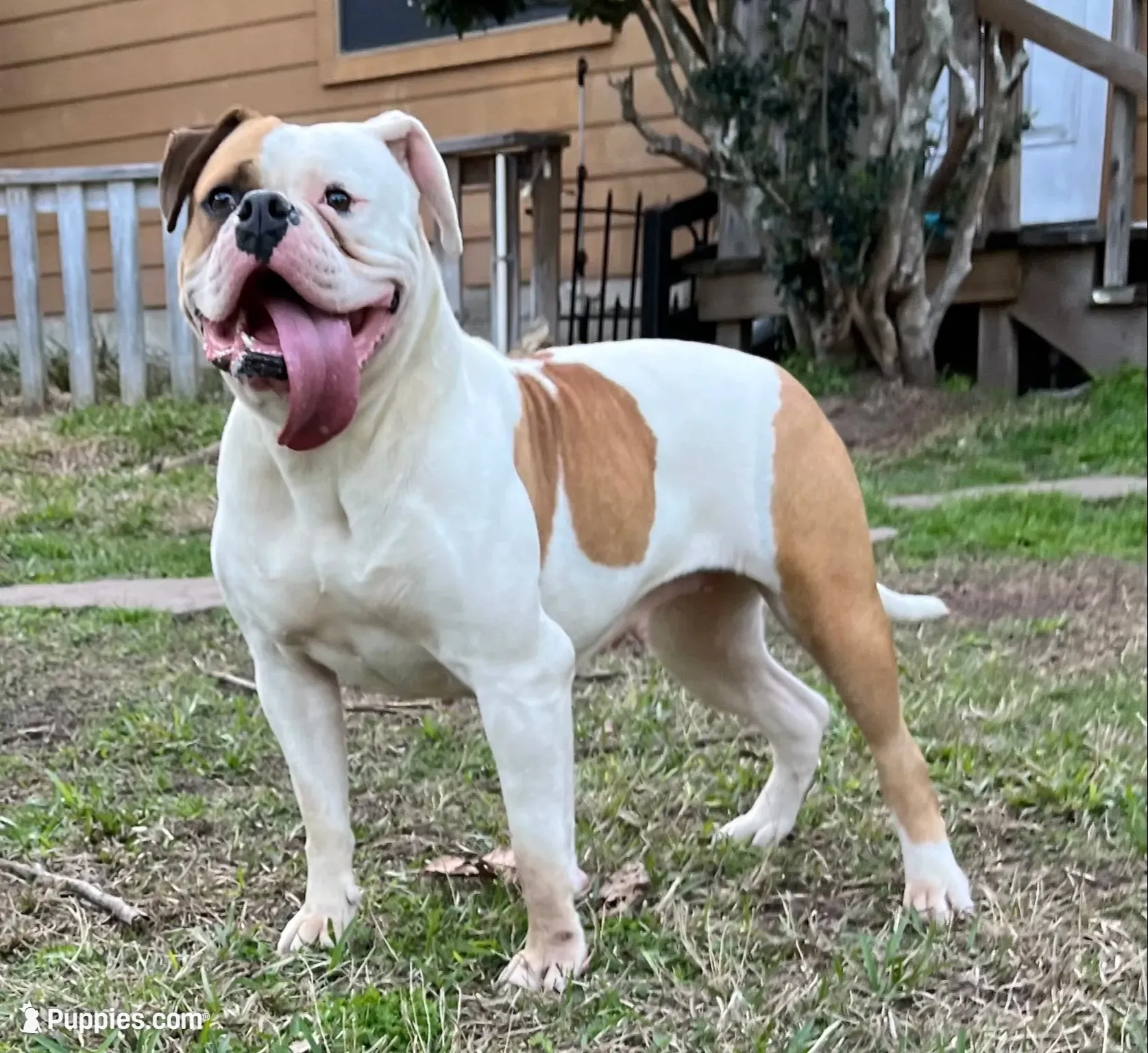 Big Girl , a female American Bulldog for sale in Houston, TX – 6 of 10