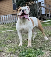 Girly, a female American Bulldog for sale in Houston, TX – 3 of 5