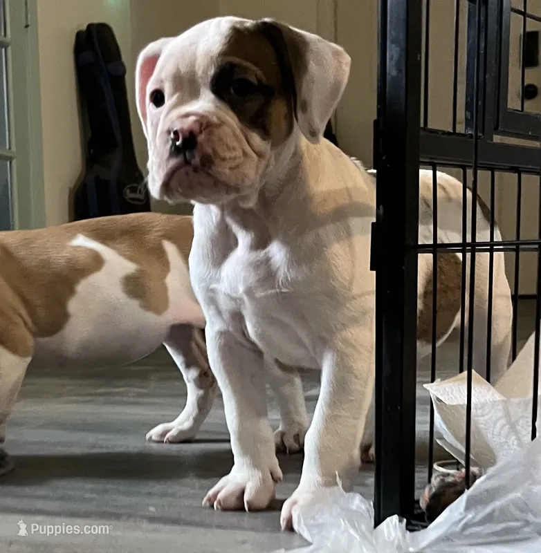 Bad Girl – American Bulldog puppy for sale in Houston, TX