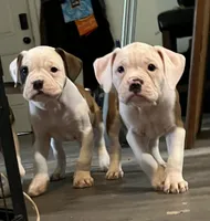 KING, a male American Bulldog for sale in Houston, TX – 4 of 10